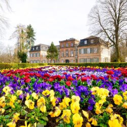 Bald blüht es wieder in den Parks: Über 65.000 Früh­lings­blumen werden gerade gepflanzt